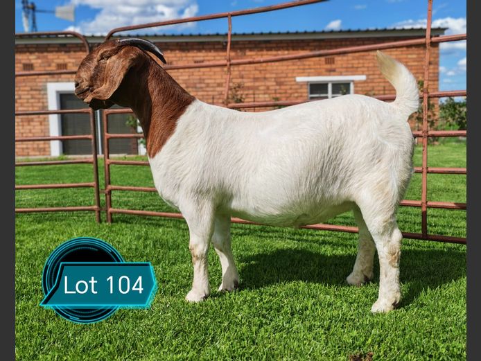 762241150 | Lukas Burger Boerbokstoet