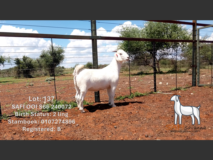 S66 24 0072 | SAFI SAVANNA