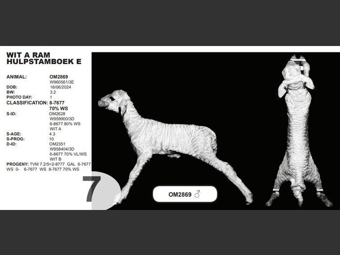 WIT A RAM HULPSTAMBOEK E | OM2869 ♂