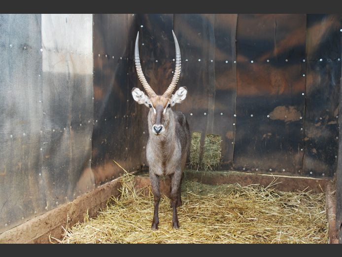 WATERBUCK | NVG