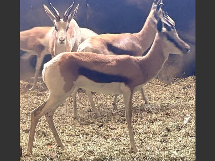 Konings Springbok Ram