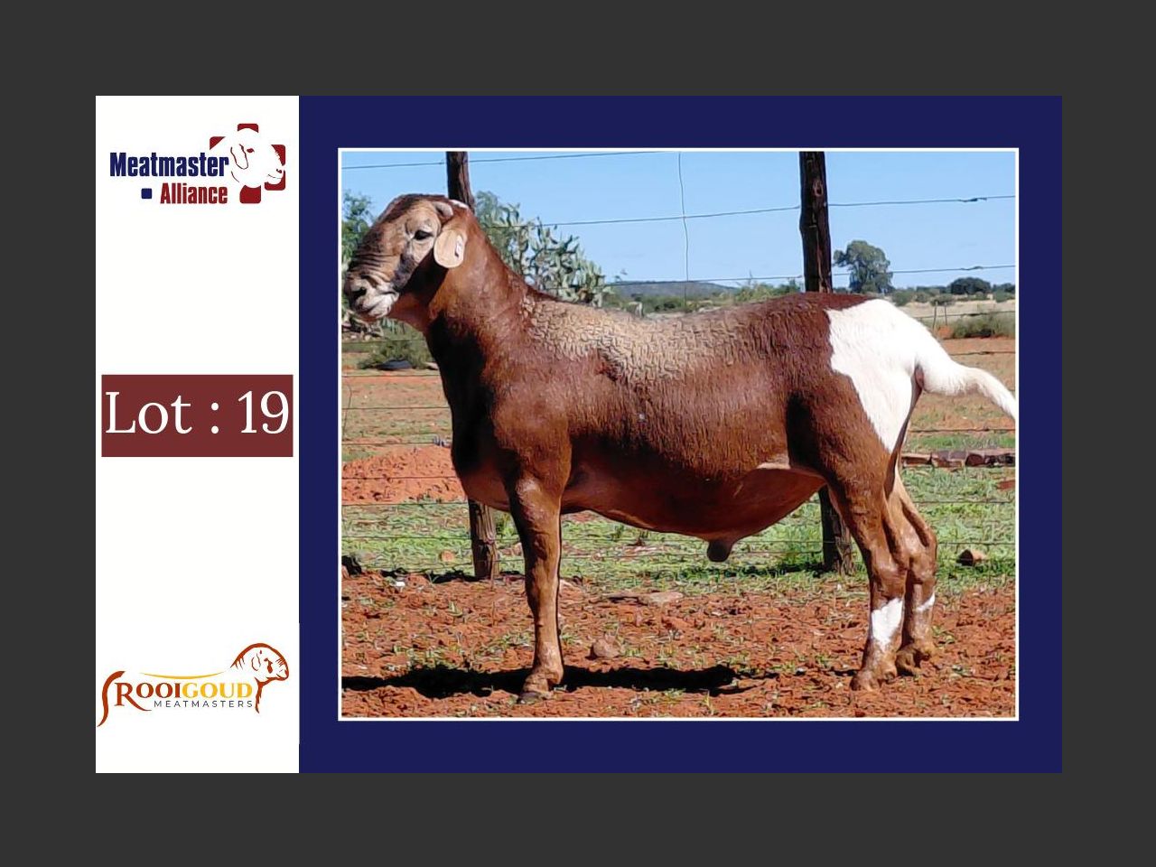 Lot R19 | MEATMASTER ALLIANCE VEILING | SwiftVEE | South Africa’s ...