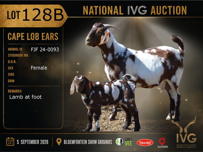 FJF 24-93  | FJF Cape Lob Ears