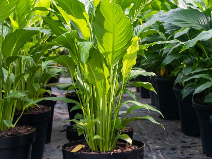 Spathiphyllum Sebastian 30cm