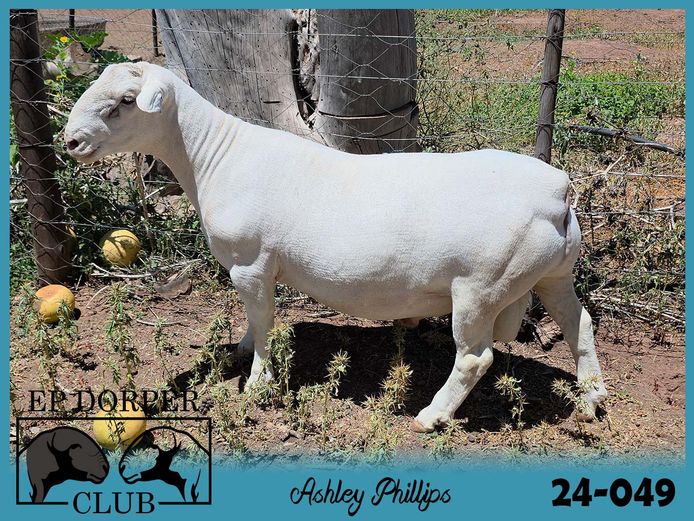 24-049 | ***Ashley Phillips