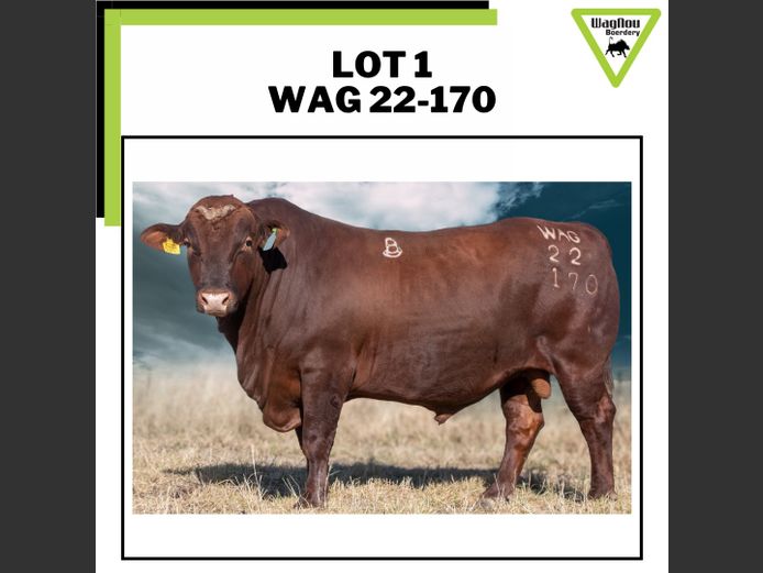 WAG 22-0170 | WAGNOU BEEFMASTER