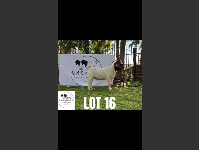 2184250017 | NARAGAS BOERBOKSTOET