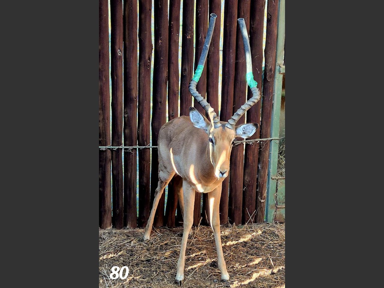 images