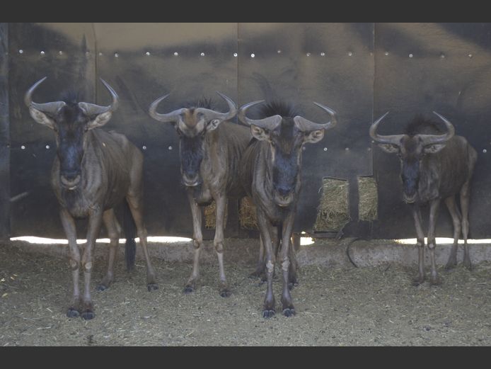Blouwildebees | Highland