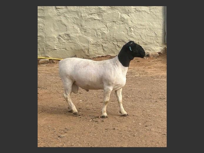 24 107 | Jaques Louw