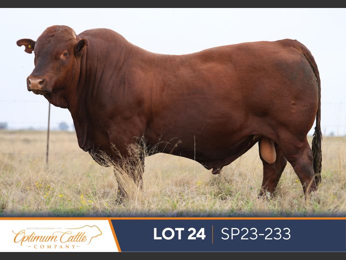 SP230233 | OPTIMUM BONSMARA