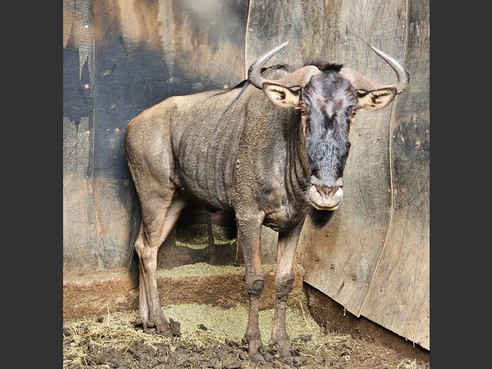 BLUE WILDEBEEST | NYLSVLEI