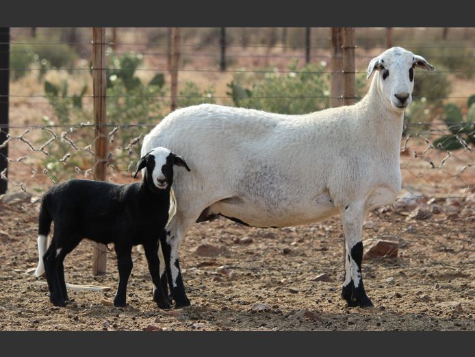 CRL 24.048 | Riaan Liebenberg - Hanri Meatmasters, Upington