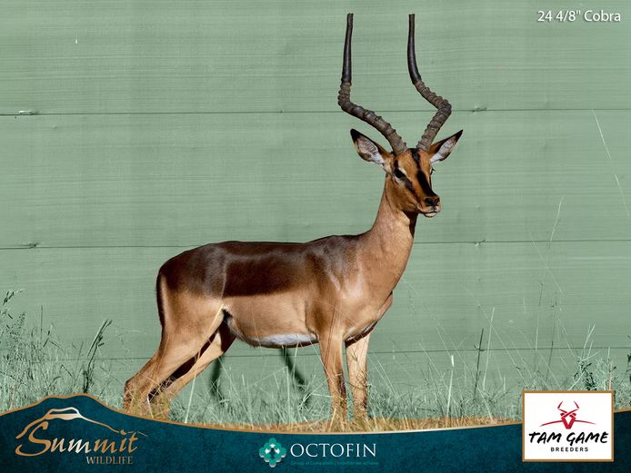 SADDLEBACK IMPALA EWES ILT 24 4/8" "COBRA"