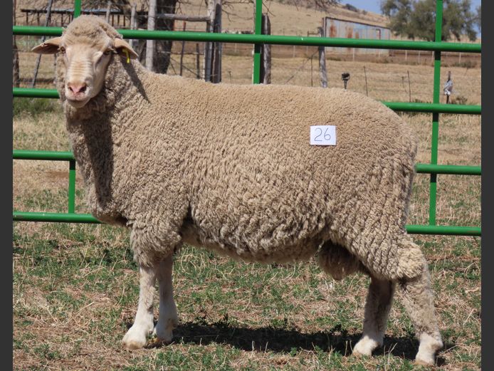 92 | Rooipoort Poenskop Merinos                
