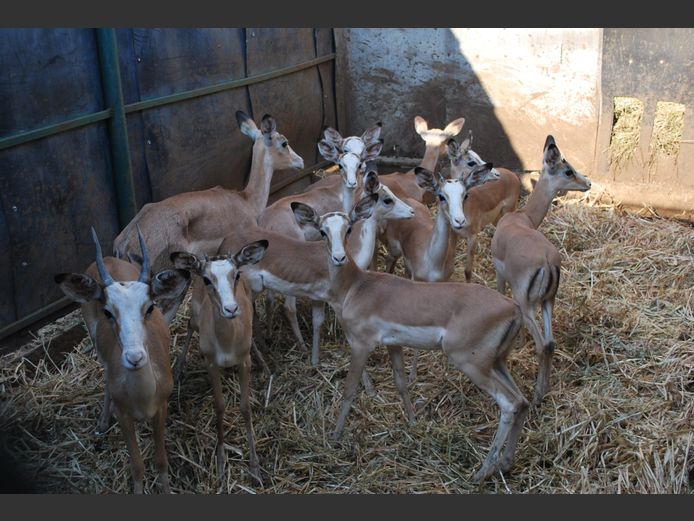 WHITE FLANKED IMPALA | NAYAWA BDY