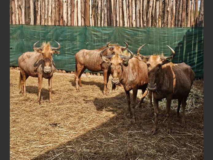 GOLDEN GNU | BIG HORN