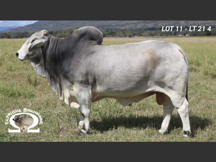 LT214 | TRICHARDT LG