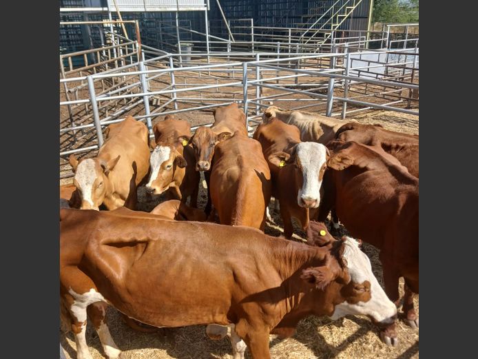 HEIFERS | DOLL FARMING PREMIUM AUCTION