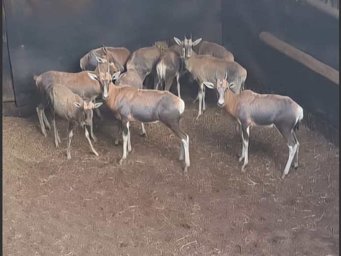 BLESBOKKE