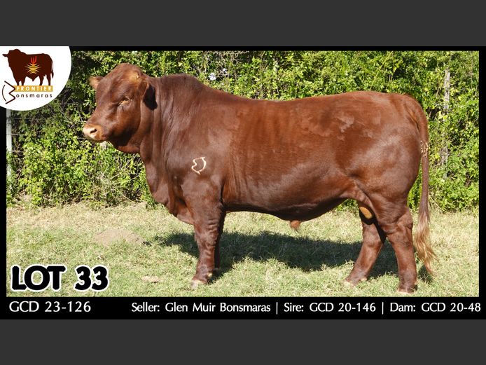 GCD 230126 | GLEN MUIR BONSMARAS