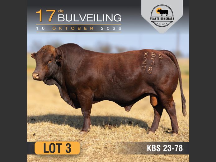 KBS230078 | KAMEELDORING BONSMARA