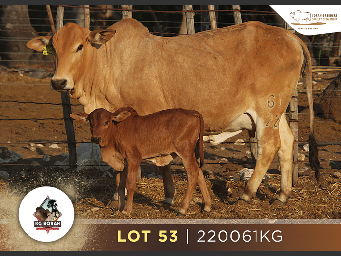 22-0061KG | GUNZEL BORAN