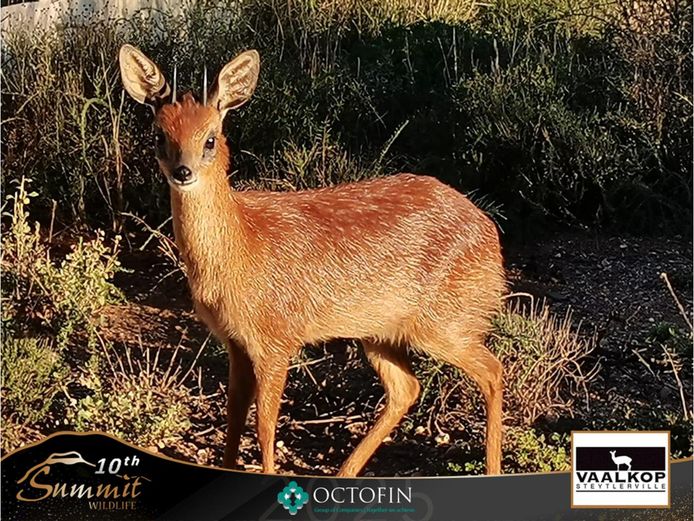 Grysbok Pair