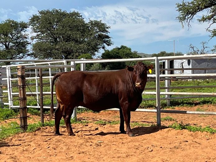 Commercial Animals | Towton Bonsmaras