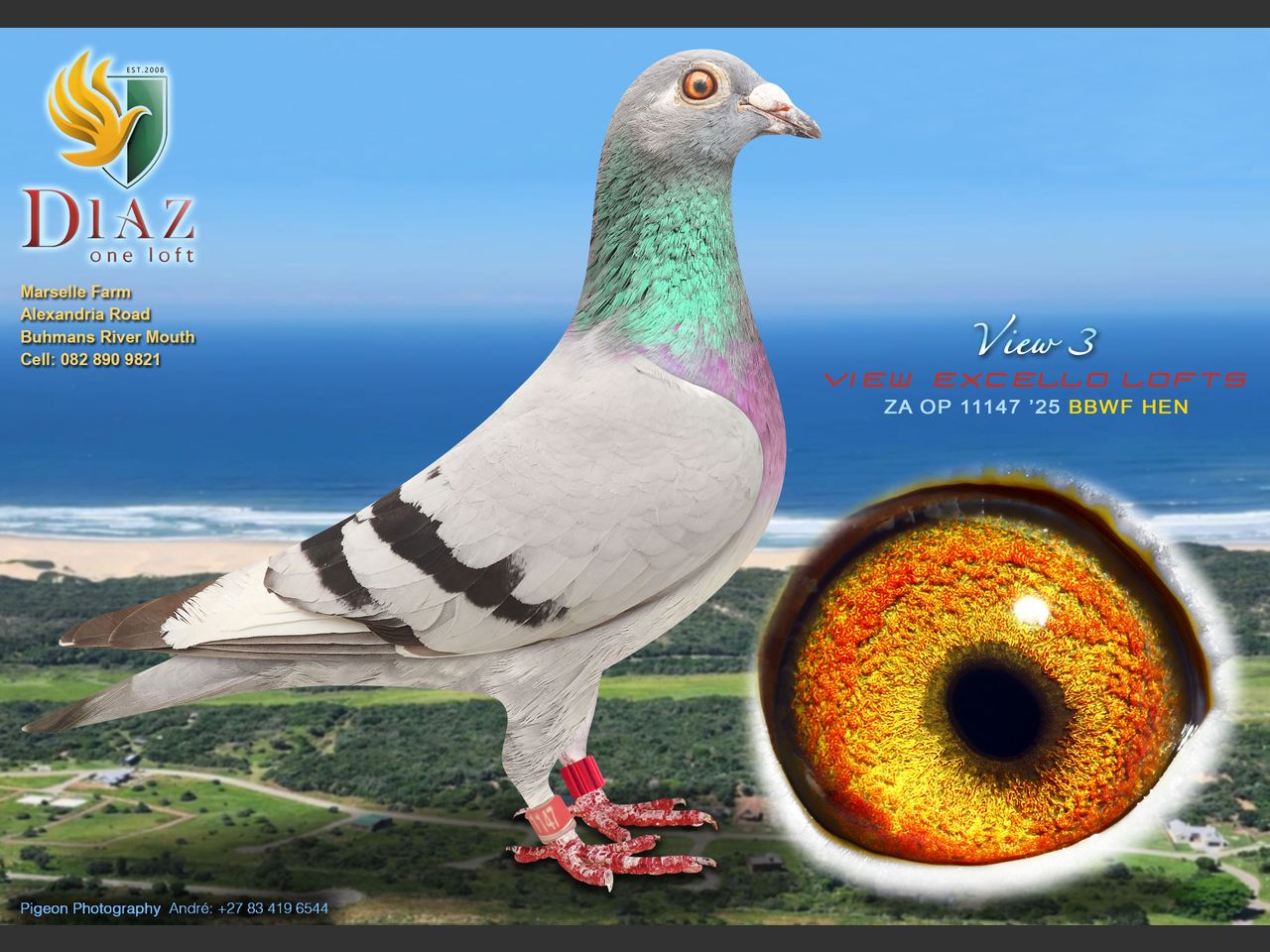 images