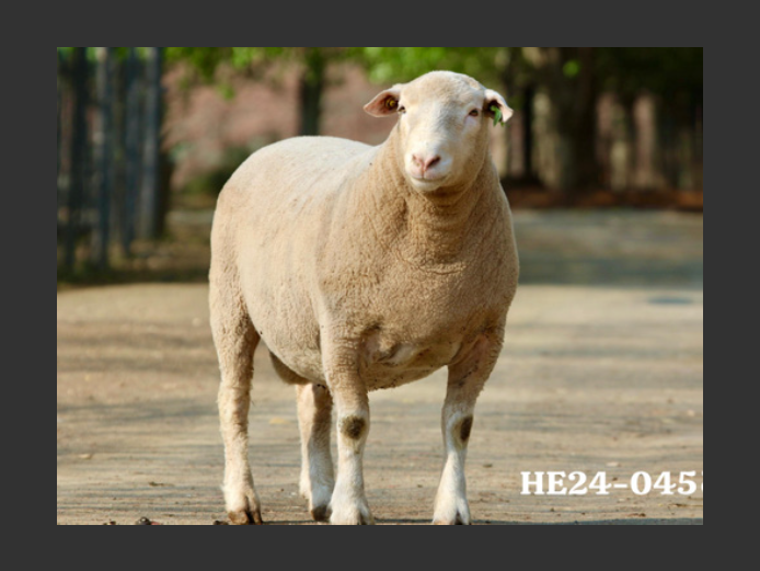 HE 240045 | EKSTEENS HATARI