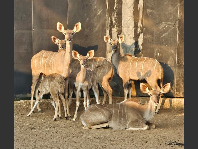 KOEDOE | MOUNT STUART BOERDERY