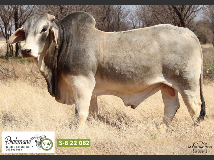 S-B2282 | SCHLEBUSCH BOERDERY BK