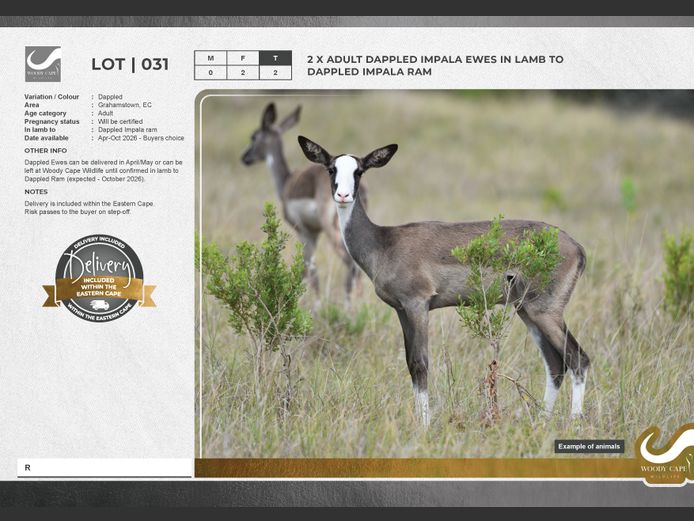 Impala - Dappled | Woody Cape Wildlife (Pty) Ltd