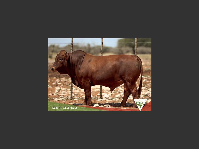 DKT 230062 | DKT BONSMARA