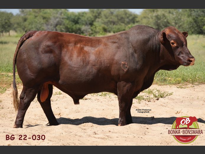 BG  220030 | BONKA BONSMARA (PTY) LTD