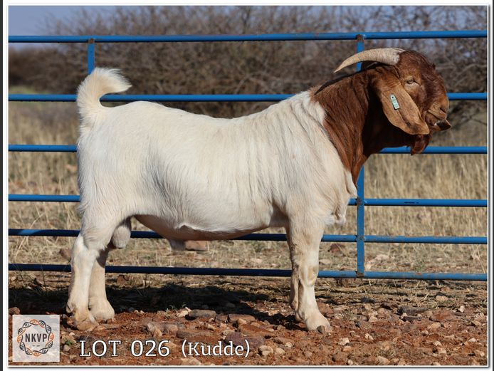 585 24 0008 | CAD BOERBOKKE