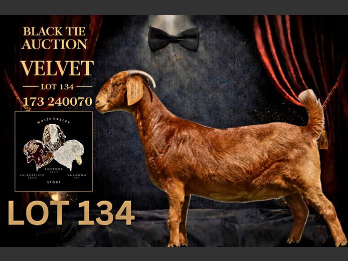 173240070 | Maize Valley Kalahari red stoet