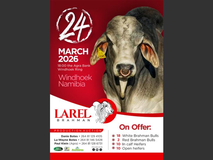 LARED BRAHMAN PRODUCTION AUCTION