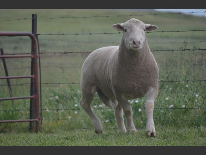 T 240324 | TWEE BROERS DORMER STOET