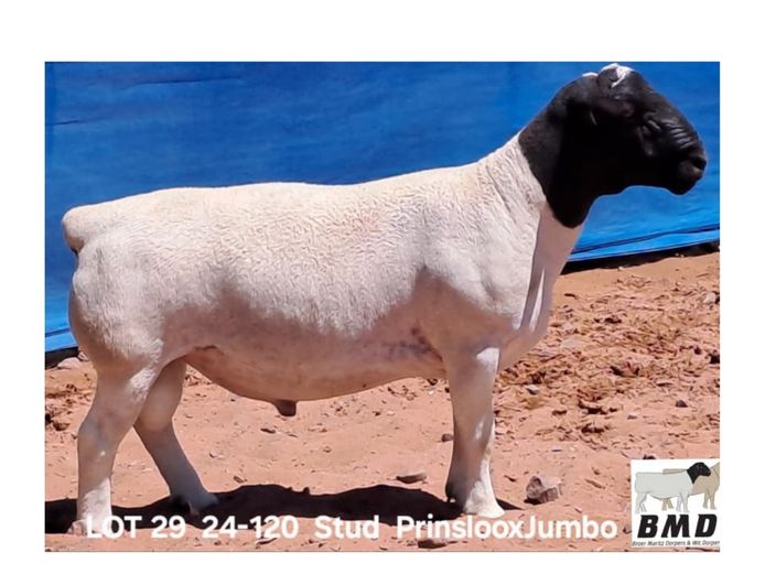 24-120 | BROER MARITZ DORPERS