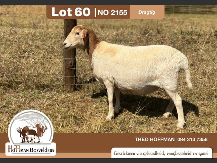 2155 | HOFFMAN BOSVELDERS