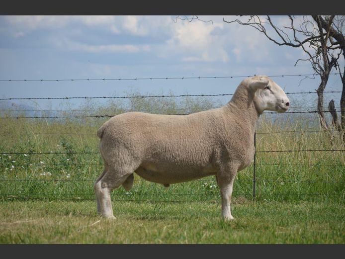 484 | TWEE BROERS DORMER STOET