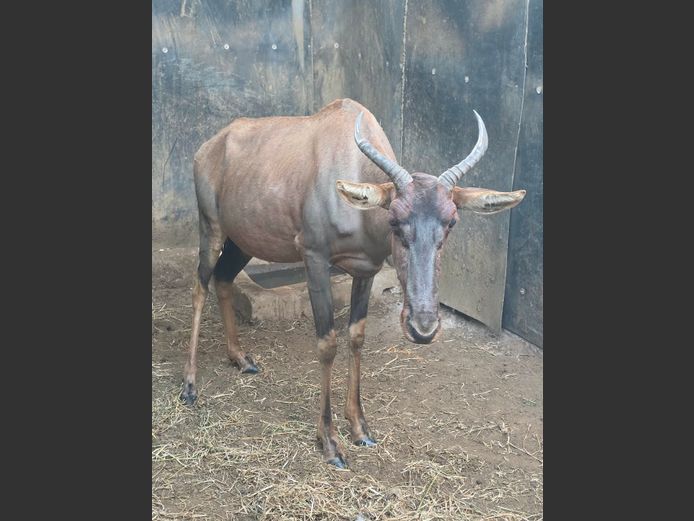 TSESSEBE | MORGAN FARMSTEAD