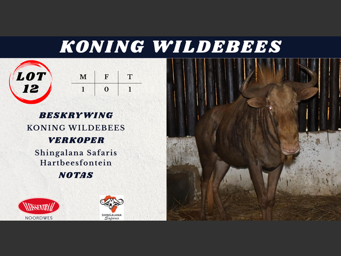 KONING WILDEBEES