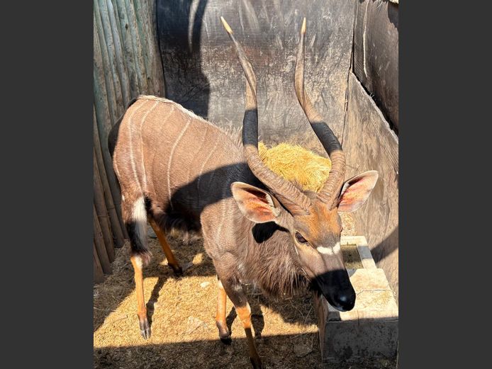 Nyala Bul