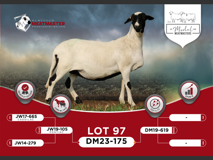 DM 23-0175 | Mario Marais - Model Meatmasters, Britz