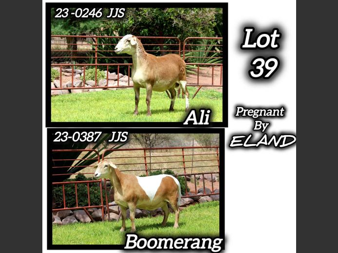 23 - 0387 JJS | KAMEELHOEK MEATMASTERS