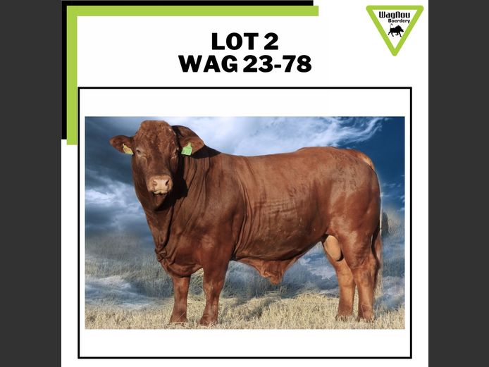 WAG 230078 | WAGNOU BOERDERY