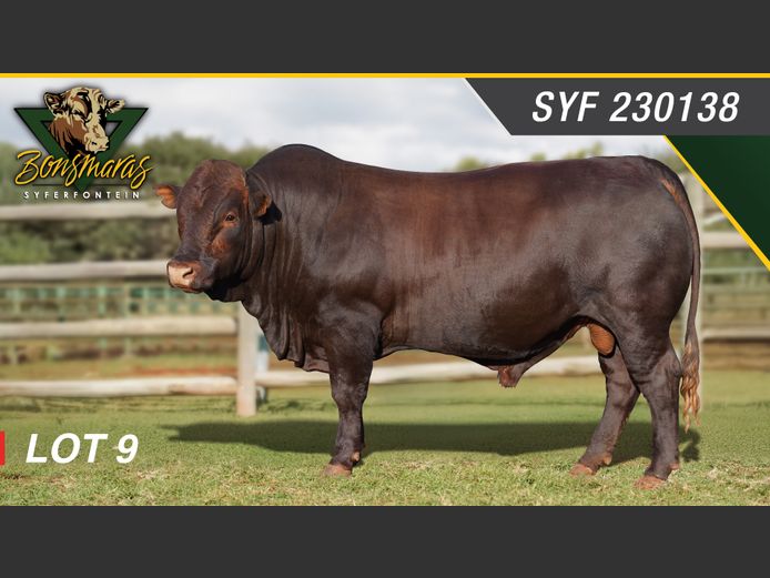 Lot 9 | SYFERFONTEIN BONSMARAS 26STE PRODUKSIEVEILING | SwiftVEE ...
